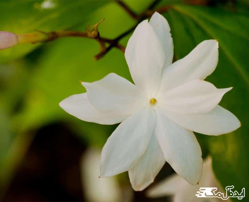 گل یاس سلطنتی سفید
