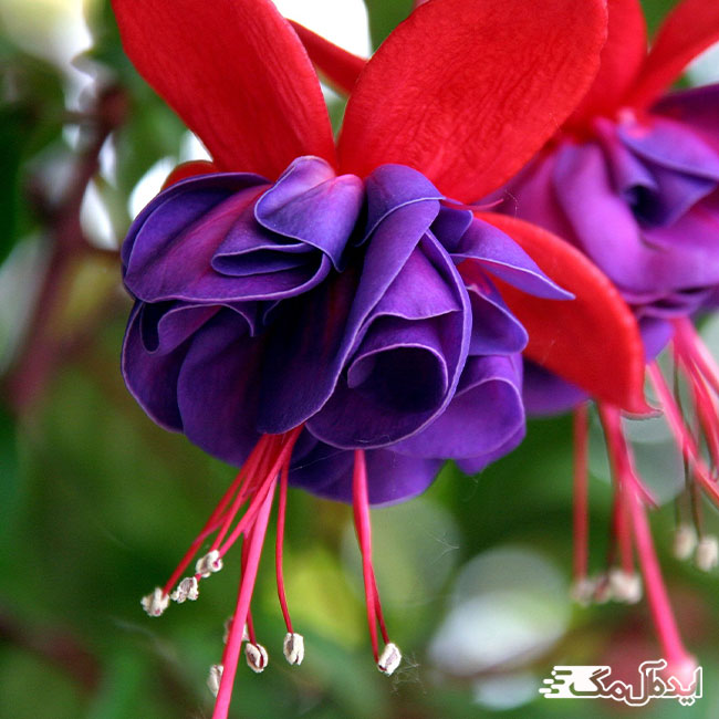 گل فوشیا یکی از زیباترین گل های جهان