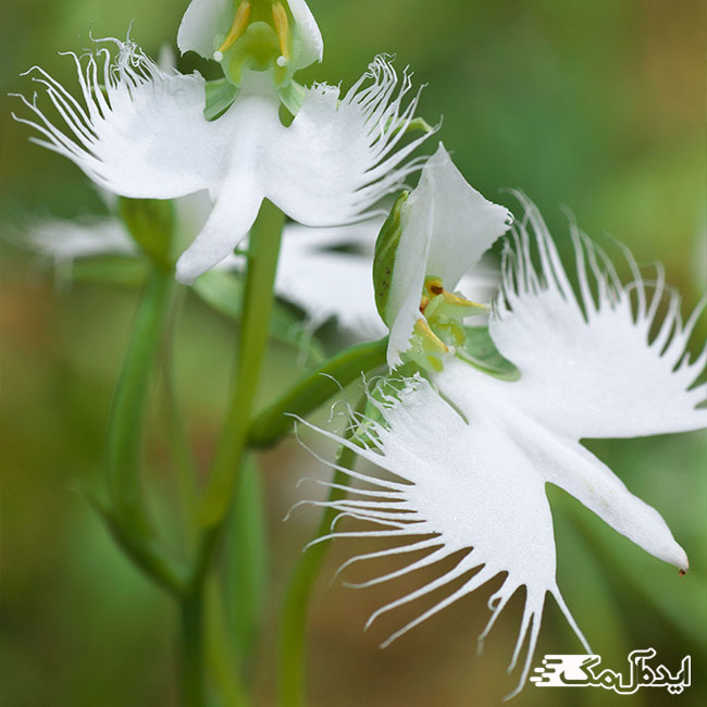 گل ارکیده مرغ سفید از زیباترین گل های طبیعی جهان