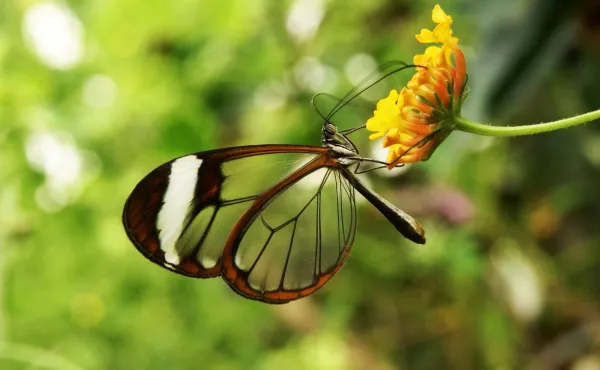 پروانه بال شیشه‌ای، یکی از زیباترین حیوانات جهان