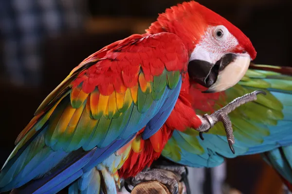 ماکائوی سرخ، از زیباترین پرنده‌های جهان
