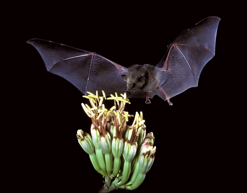 خفاش دم‌آزاد مکزیکی، از سریع‌ ترین حیوانات جهان