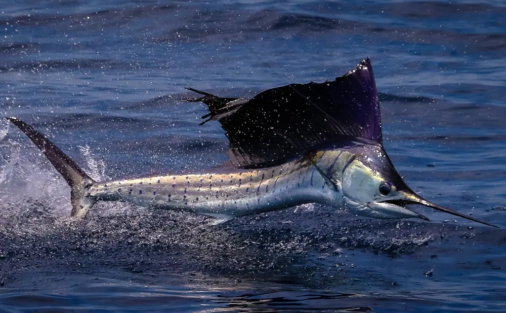 ماهی بادبان، از سریعترین حیوانات جهان 