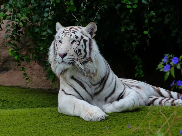 ببر بنگال سفید از زیباترین حیوانات جهان 