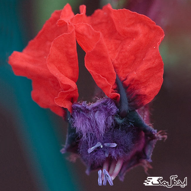 یکی از عجیب ترین گل های جهان به نام صورت خفاشی 