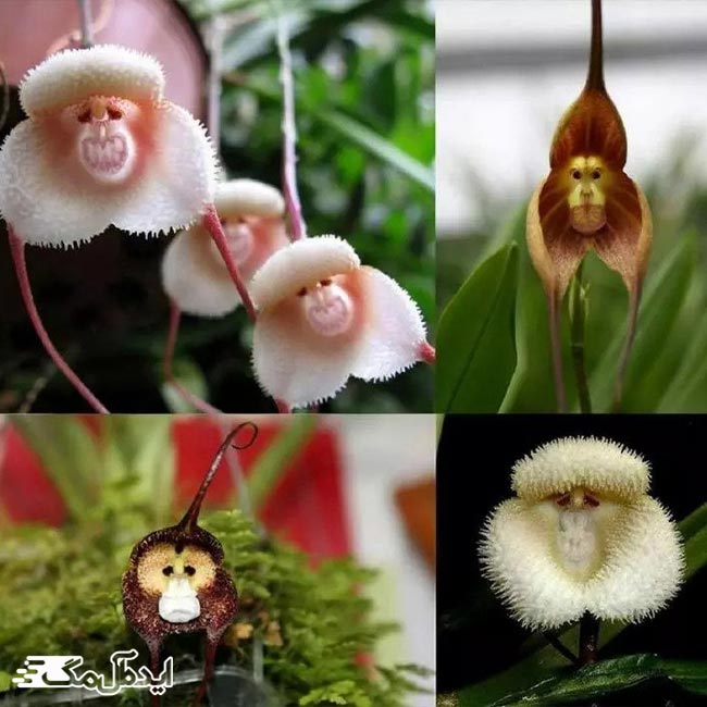 گل ارکیده میمون از عجیب ترین گل های جهان
