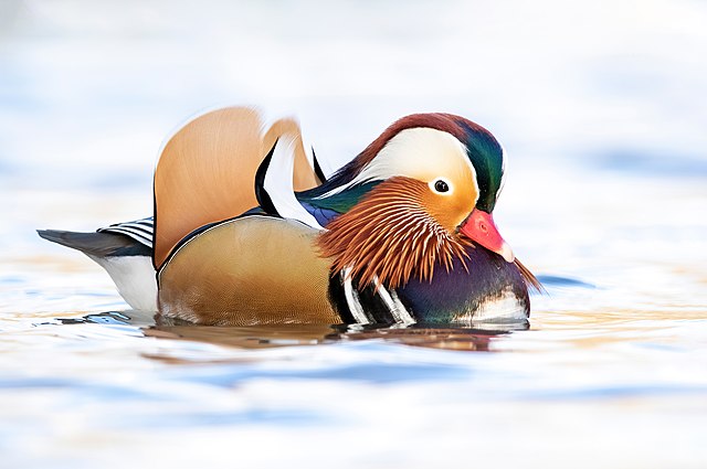 اردک ماندرین با رنگ‌های جذاب یکی از زیباترین حیوانات جهان است