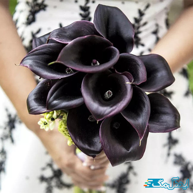 گل شیپوری سیاه و بنفش