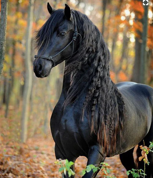 اسب فریژن با یال‌های بلند از زیباترین اسب‌های جهان