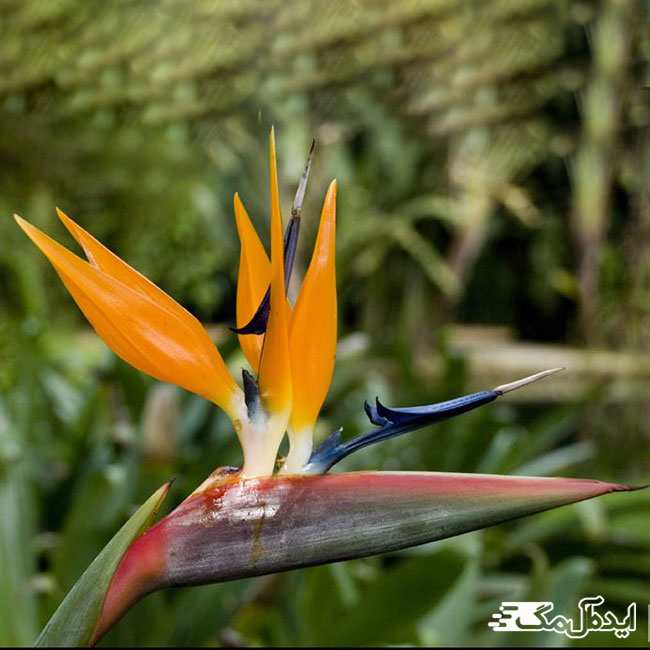 یکی از عجیب ترین گل های جهان با نام گل پرنده بهشتی