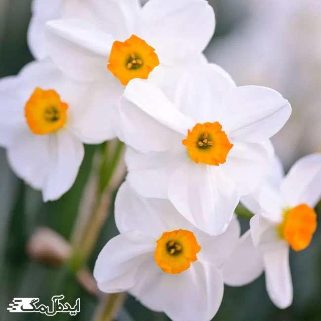 گل نرگس سفید رنگ