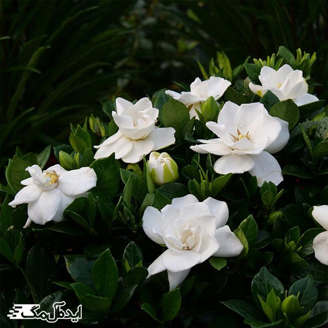گل گاردنیا با گل‌های سفید کوچک