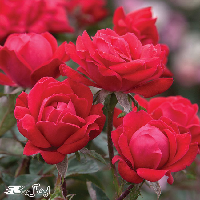 گل رز قرمز، معروف ترین گل جهان