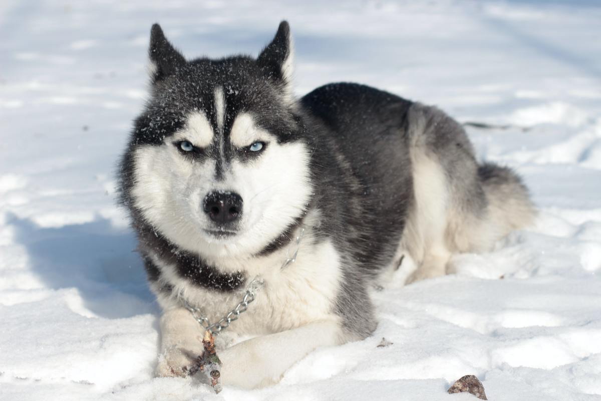 سگ هاسکی، سگی زیبا با چشمانی آبی