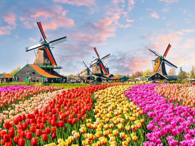 باغ‌های گل آمستردام، از بهترین جاهای دیدنی آمستردام