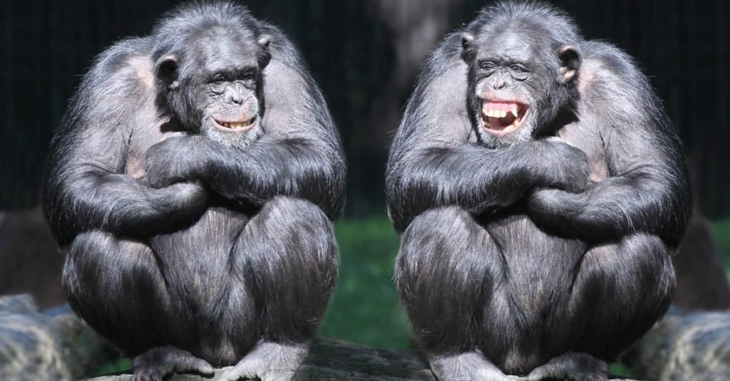 DNA شامپانزه 98 درصد با انسان مشترک است 