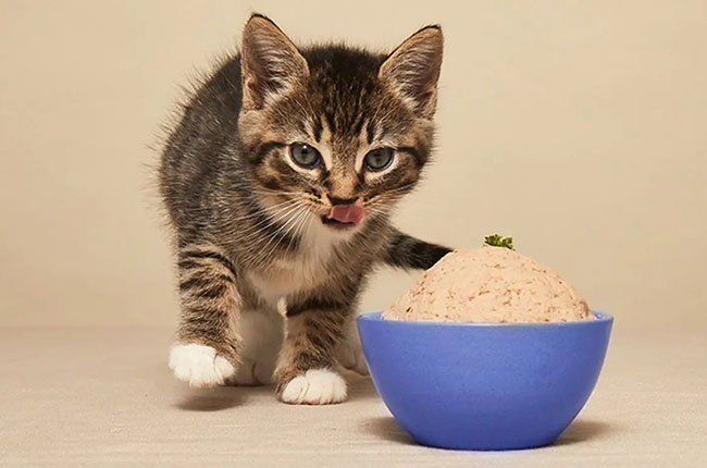 به بچه گربه چه غذایی بدهیم